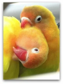Bubi2