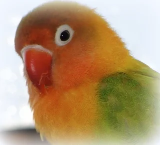 Bubi4