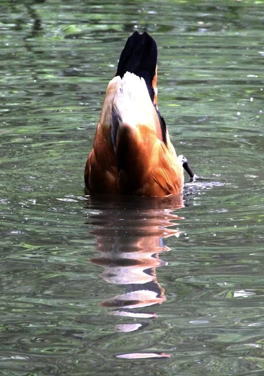 Köpfchen in das Wasser