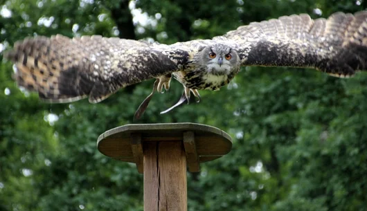 Uhu im Anflug