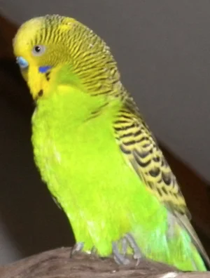 Füßle