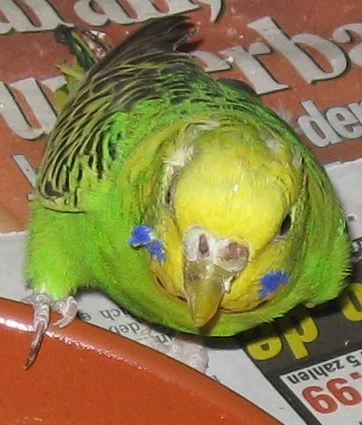 grüne Wellensittich-Henne mit Verletzungen