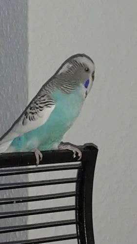 Felix