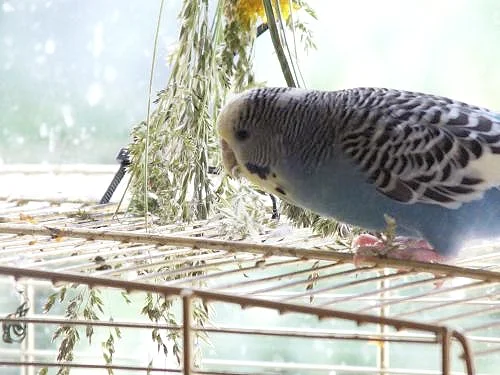 Findus Charly Wellensittich-Henne KW 26 - 16