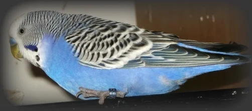 Flöckchen