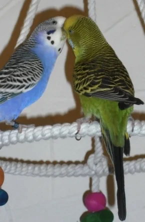 Flocke und Merlin