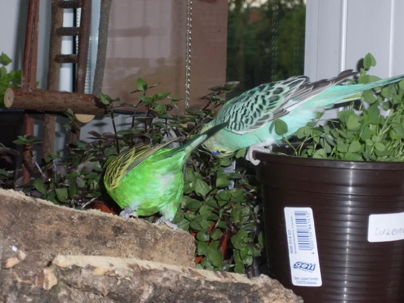 futtern