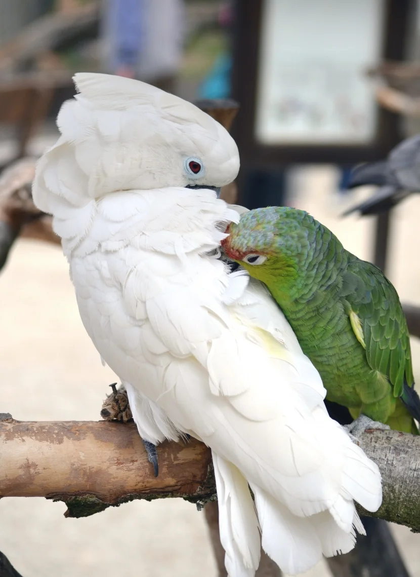 gegenseitige Gefiederpflege Kakadu Papagei