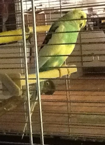 Wellensittich nicht artgerechter Vogelkäfig Einrichtung