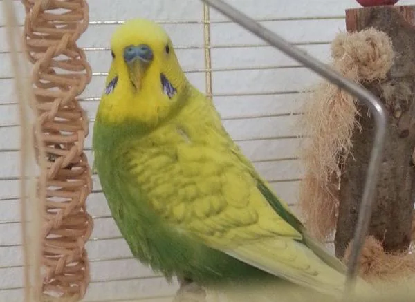 Wellensittich guckt in die Kamera