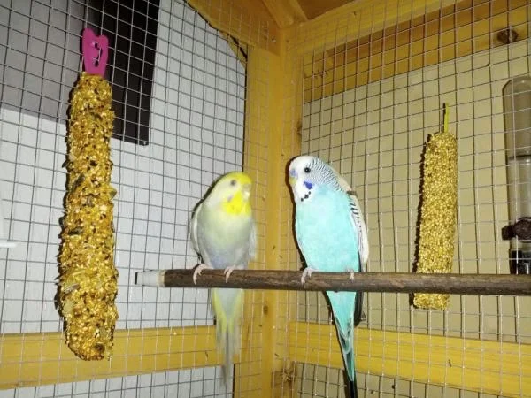grau-gelbe Henne türkisfarbener Hahn Vogelvoliere ungesunde Knabberstangen