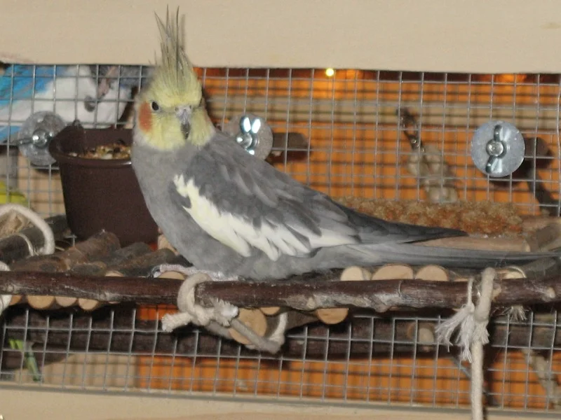 grauer Nymphensittich in Vogelvoliere