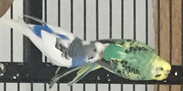 Persophone und Hades