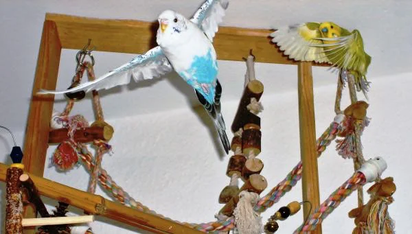 fliegende Wellensittiche