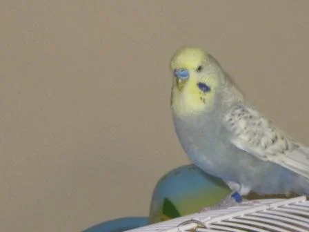 grau-blau-gelber Wellensittich