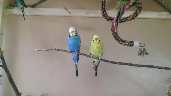 hansi und freddy