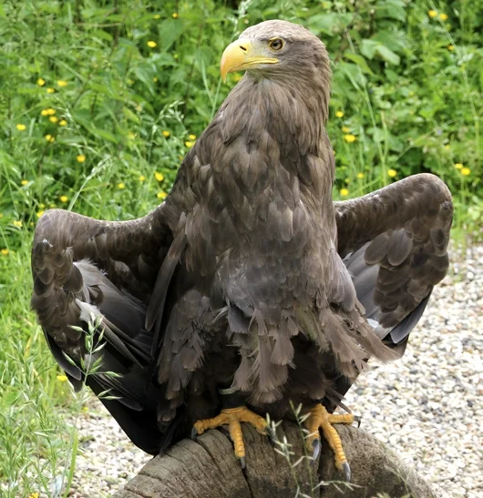 Adler ist warm