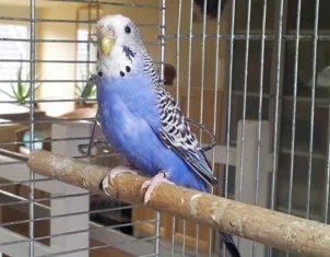 Herne blaue normale Henne
