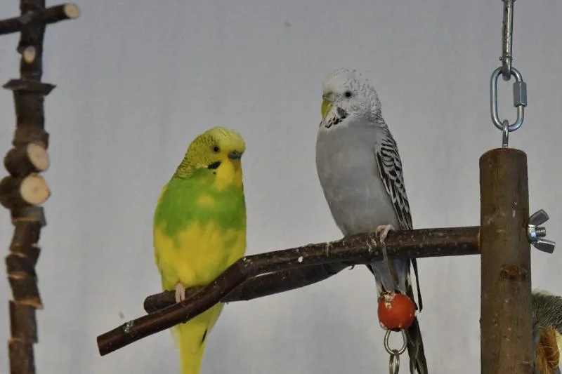 Das hübsche Pärchen