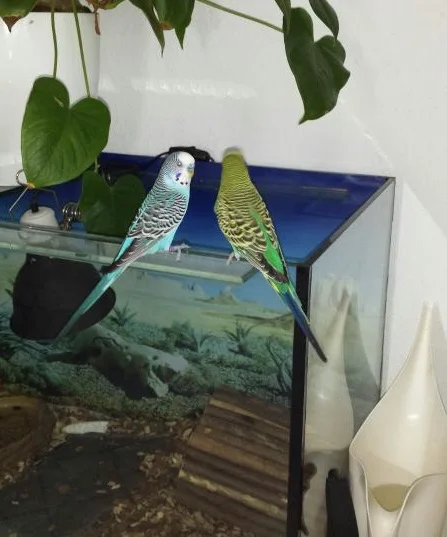 Kescha und Toscha