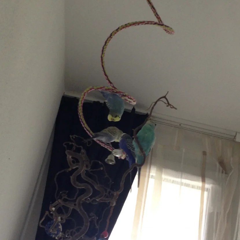 Wellensittich hängt kopfüber auf Spirale