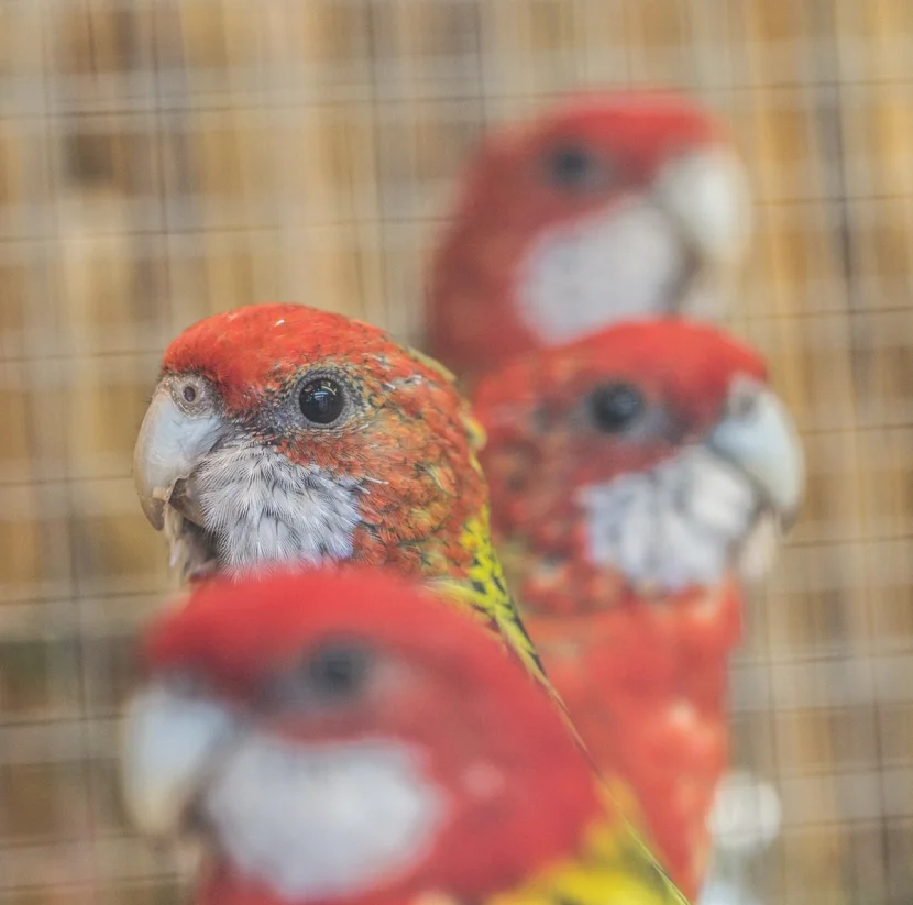 Rosella