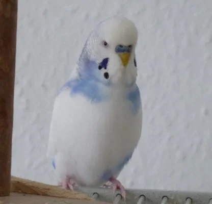 ivan