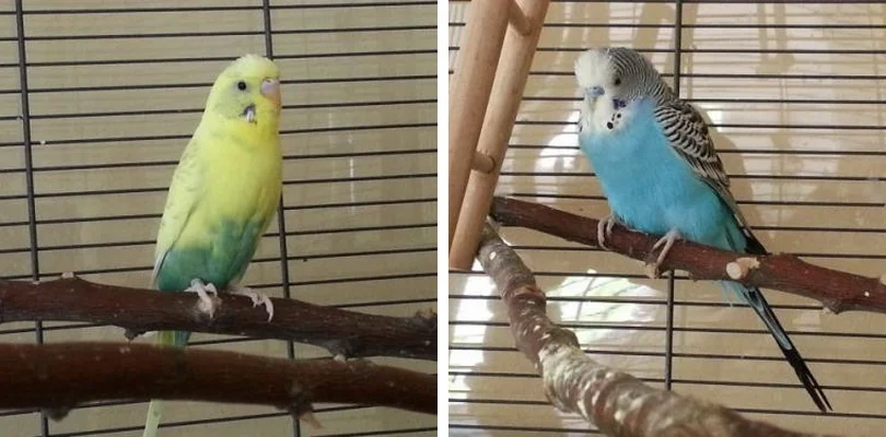 Jessy Tweety und Walter Wellensittich-Hähne KW 20 - 16