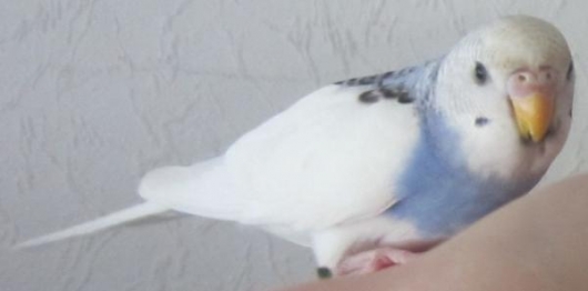 weiß-blaue junge Wellensittich-Henne