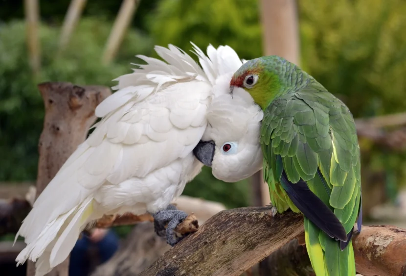 Kakadu und Papagei kraulend
