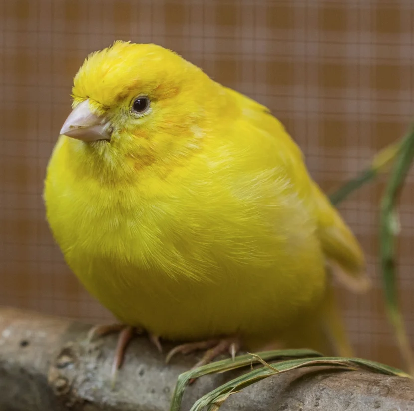 Kanarienvogel