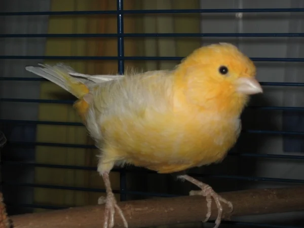 orangener Kanarienvogel Kanarihahn Vermittlung Berlin