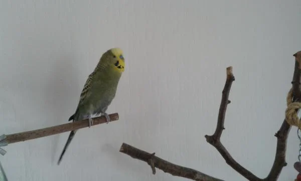 kasper