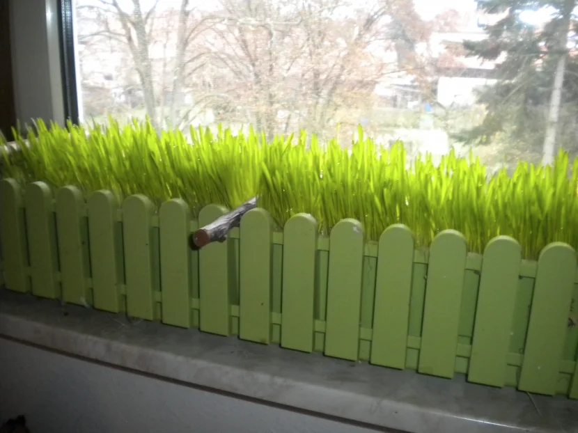 katzengras-wellensittich