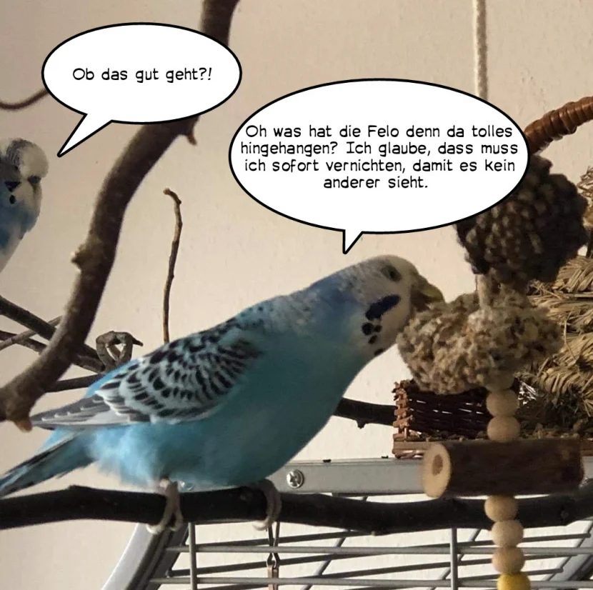 Henne frisst Keks
