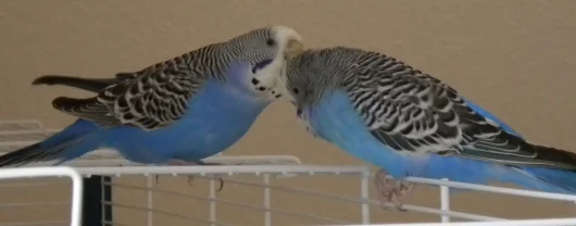 Kelly und Barny