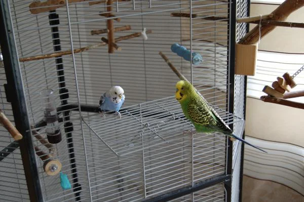 kikiundlui
