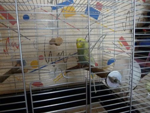 Krümel