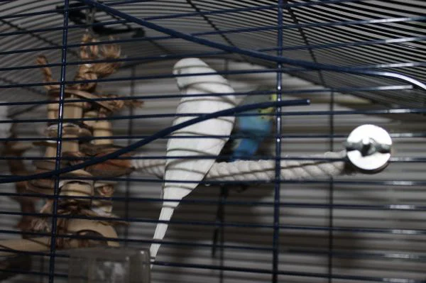 kw 1 hansipiep