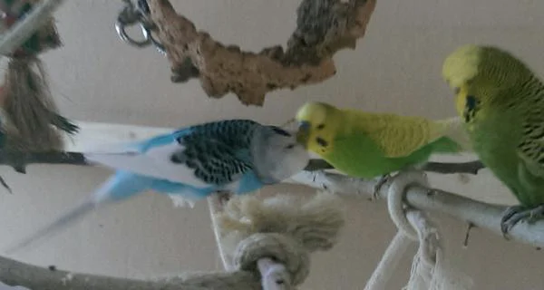 kw 1 mila dori und milo
