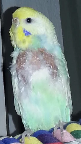 40215 Düsseldorf – Rainbowhenne flugfähig, aber teilweise ohne Federn