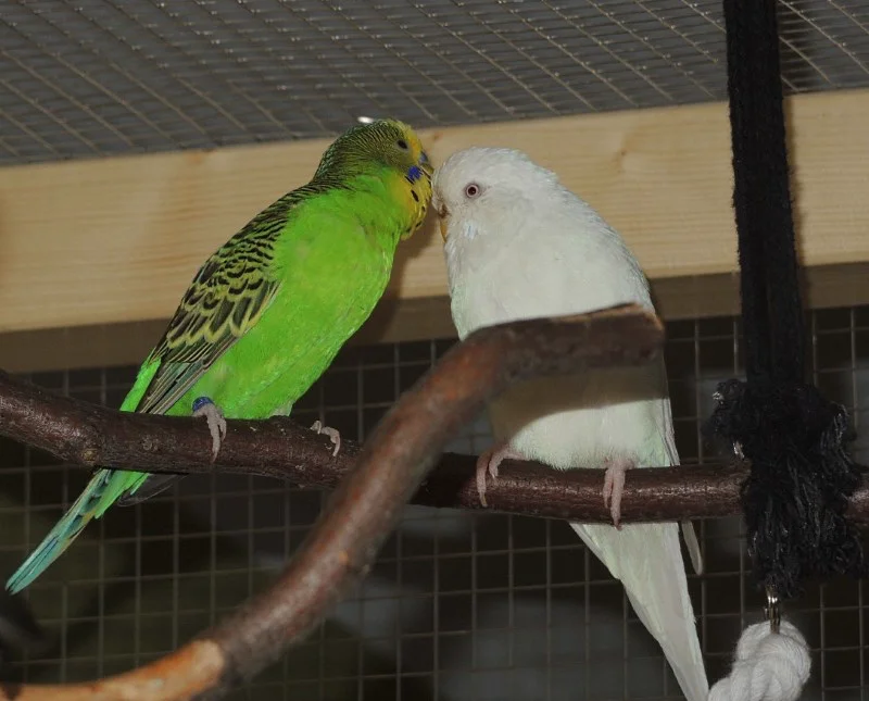 Schwerte Flocke und Hansi
