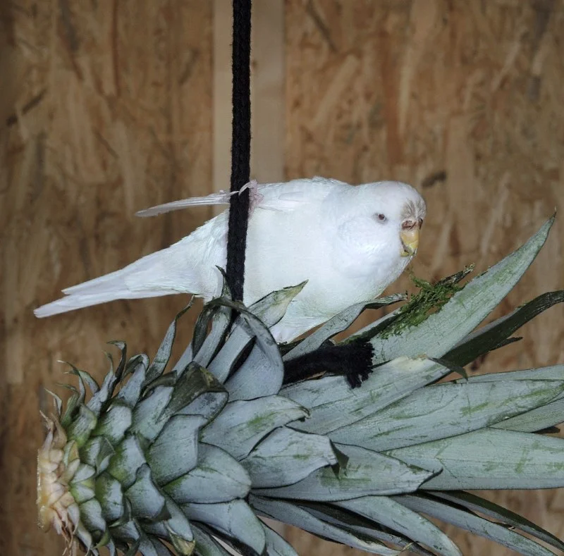 Schwerte Schneewittchen
