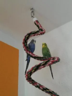 2 Welli-Hähne auf Seilspirale