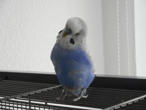 blauer Welli-Hahn auf Käfig