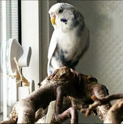 Welli-Henne Robin auf Korkenzieher-Ast