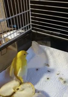 gelber Kanarienvogel