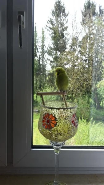 Poing grüne Henne