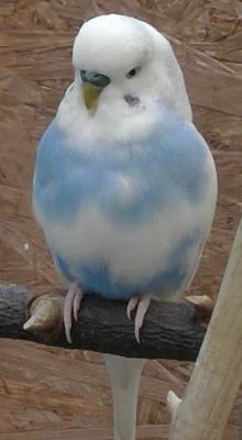 blauer Schecke auf Ast sitzend