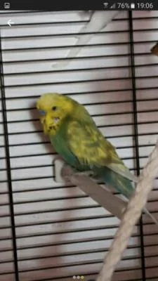 grün-gelber Welli im Käfig